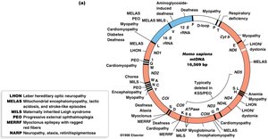 Mutations in human mitochondrial genes leading to disease syndromes