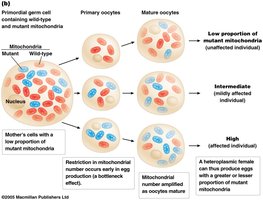 Variable penetrance of mitochondrial mutations in oocytes
