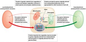 Transfer of endosymbiont genes to the nuclear genome and destinations of encoded protein products