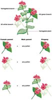 Reciprocal crosses demonstrating maternal inheritance of chloroplasts in four o'clock plants