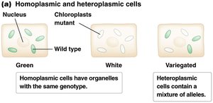 Homoplasmic and heteroplasmic cells