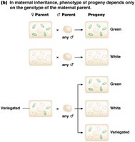 Maternal inheritance of leaf color phenotypes in plants