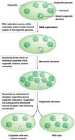 Factors in replication of organelle genomes