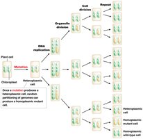 Development of homoplasmy from heteroplasmy by replicative segregation