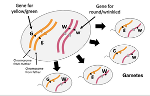 Meiosis in a dihybrid individual showing four gamete types