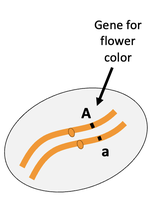 Heterozygous diploid cell with gene for flower color