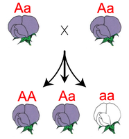 Genetic cross diagram for pea plant flower color inheritance