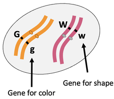 Cell with two pairs of homologous chromosomes for color and shape