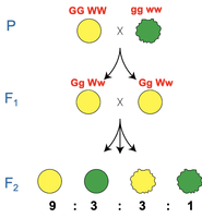 Dihybrid cross in peas showing 9:3:3:1 ratio
