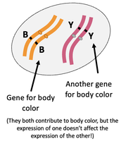 Two pairs of chromosomes for body color genes