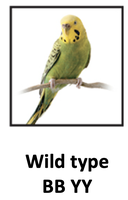 Wild type parakeet with BB YY genotype