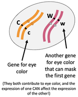 Two pairs of chromosomes for eye color genes with epistasis