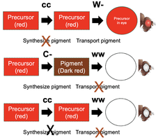 Diagram of pigment synthesis and transport in eye color epistasis