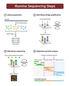 Illumina sequencing steps
