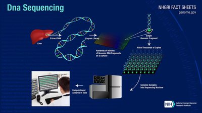 Genomic DNA library construction