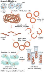 cDNA library construction