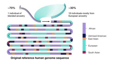 Reference genome composition