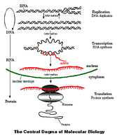 Central Dogma of Molecular Biology diagram
