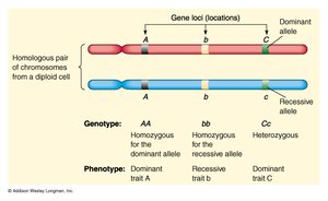Homologous chromosomes diagram