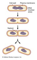Binary fission in prokaryotes