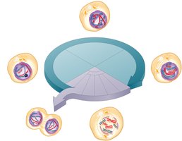 Eukaryotic cell cycle diagram