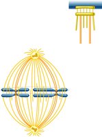 Chromosomes lined up and pulled apart by microtubules