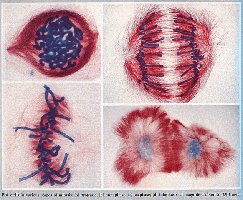 Mitosis in plant cells