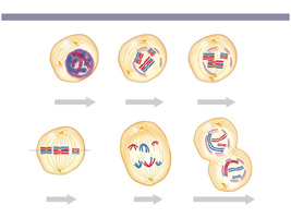 Stages of meiosis I