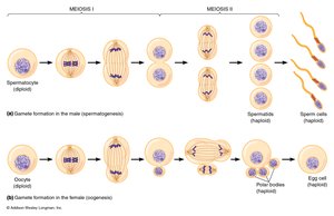 Products of meiosis in animals