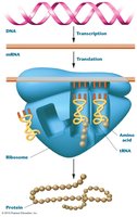 Gene expression: transcription and translation diagram