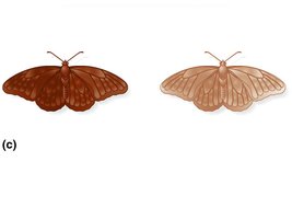 Dark and light butterfly phenotypes
