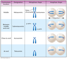 Chromosome size and shape table