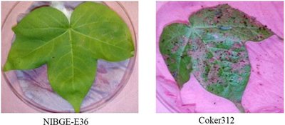 Insect resistant cotton