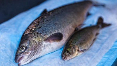 Super salmon (growth hormone gene)
