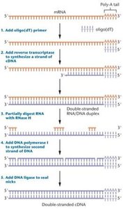Steps in producing cDNA from mRNA
