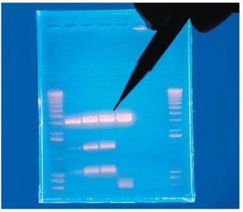 Agarose gel with separated DNA fragments