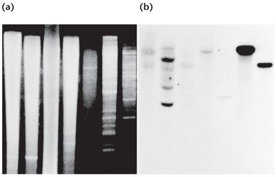 Southern blot: gel and chemiluminescent image