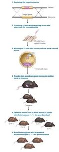 Strategy for producing a knockout mouse