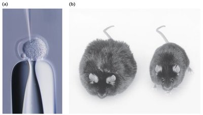 Microinjection and phenotype of knockout mice