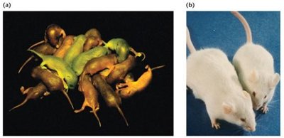 Transgenic mice expressing GFP and growth hormone