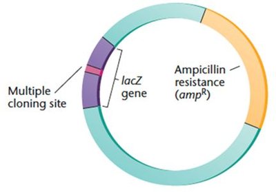 Diagram of a typical DNA cloning plasmid