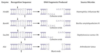 Common restriction enzymes, recognition sequences, and DNA cutting patterns