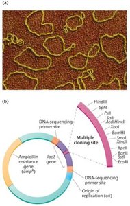 Electron micrograph and diagram of plasmid vector