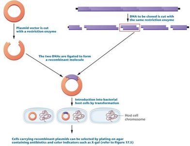 Cloning with a plasmid vector