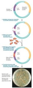Blue-white screening mechanism and Petri dish results