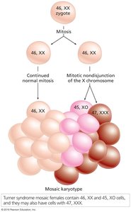 Diagram of mosaic karyotype development
