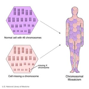 Diagram of chromosomal mosaicism in a human