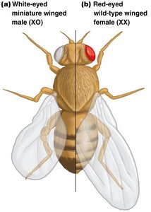 Gynandromorph fruit fly
