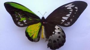 Gynandromorph butterfly