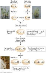 Diagram of wheat polyploidy evolution